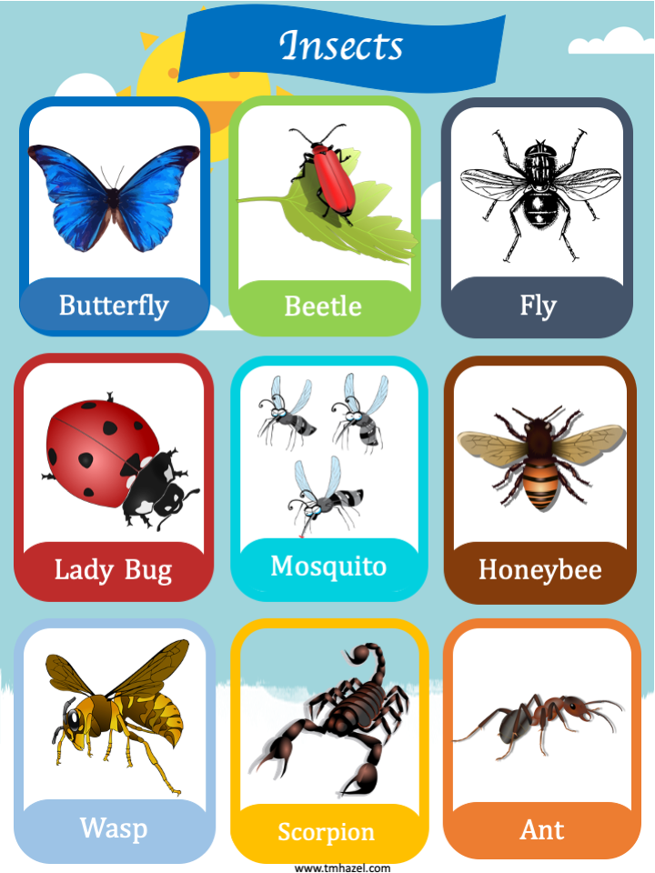 insect poster
