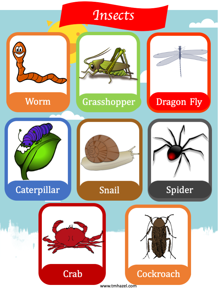 insect learning activity